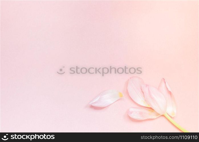 Pink tulip with petals on a pink background. Flat lay top view. Valentines romantic love easter spring concept