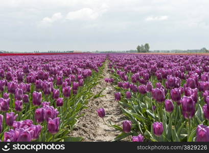 pink tulips and blue sky with white clouds