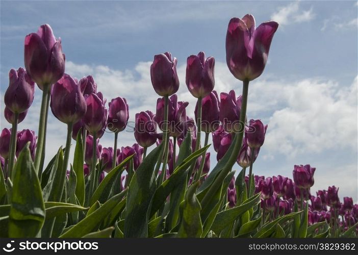 pink tulips and blue sky with white clouds