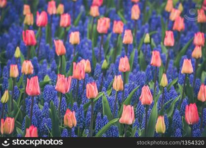 Pink tulips and Muscari hyacinth field in the Netherlands. Horizontal shot