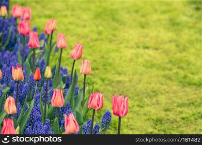 Pink tulips and Muscari hyacinth field in the Netherlands. Horizontal shot