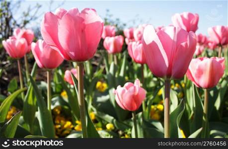 Pink tulips and yellow pansies signify the arrival of Spring