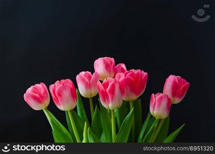Pink tulips arrangement by a black background