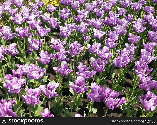 Pink tulips as nature background. Summer time.. Pink tulips as nature background.