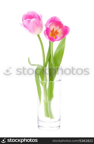 Pink tulips bouquet in vase isolated on white background