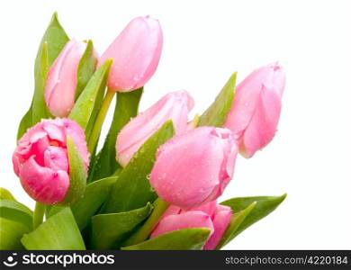 Pink Tulips Bouquet Isolated on White Background