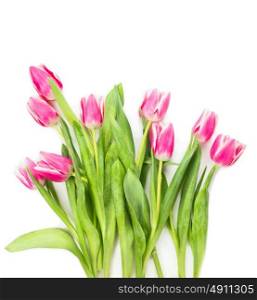 Pink tulips bunch on white background , floral frame