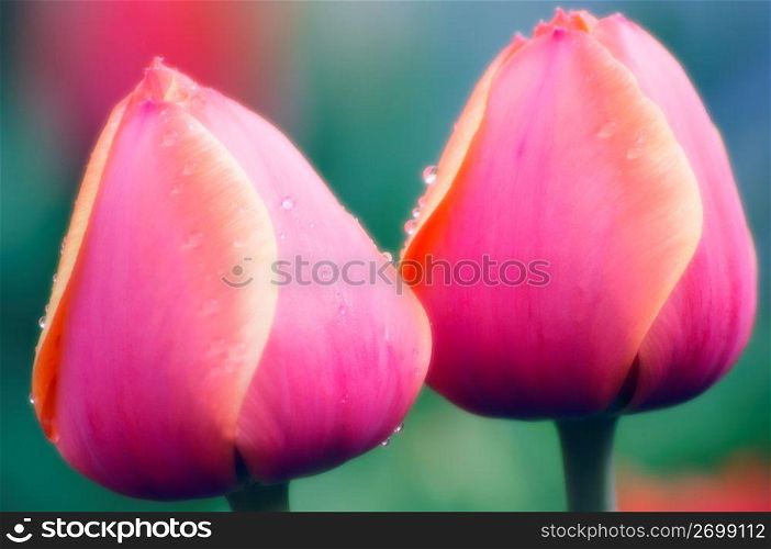 Pink Tulips, close-up