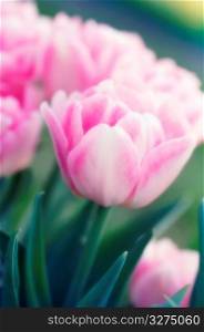Pink tulips, close-up