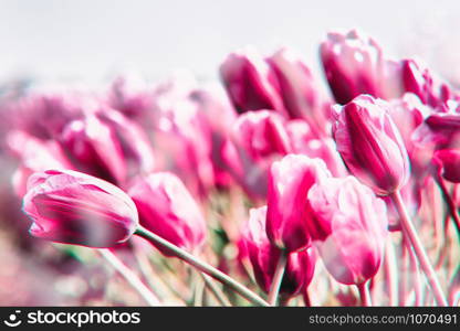 Pink tulips field in the Netherlands. image processing with glitches and chromatic aberrations