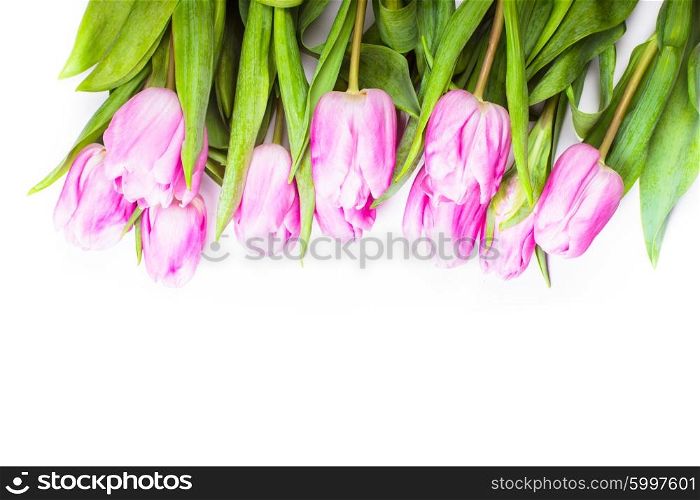 pink tulips frame isolated on white, for design
