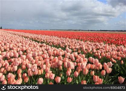Pink tulips in a field: Tulips growing on an agriculture field