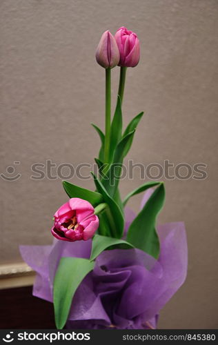 Pink tulips in a pot against a white background