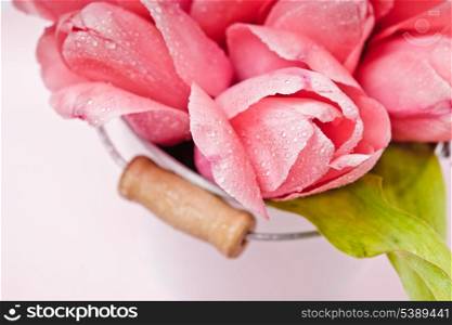 Pink tulips in decorative bucket closeup
