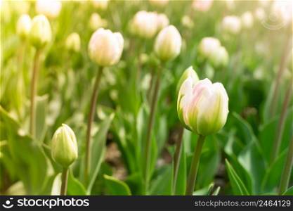 Pink tulips in pastel coral tints at blurry background, closeup. Flowers in the garden. Fresh spring nature.. Pink tulips in pastel coral tints at blurry background, closeup. Flowers in the garden. Fresh spring nature