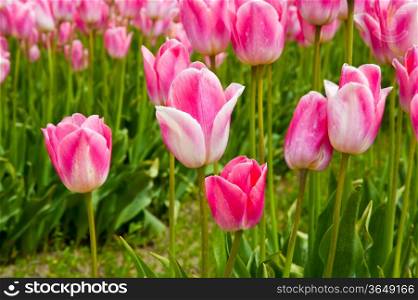 Pink tulips in Skagit Valley