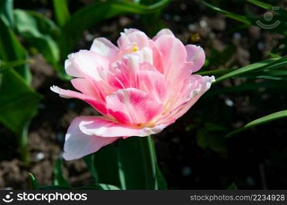 Pink tulips in the spring garden. Beautiful background for a greeting card.