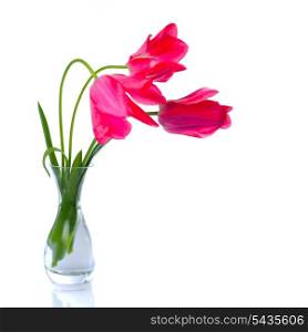 Pink tulips isolated on white. Spring background