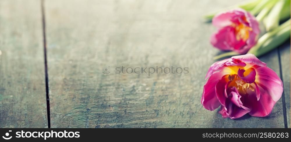 Pink tulips on a wooden background with space for text