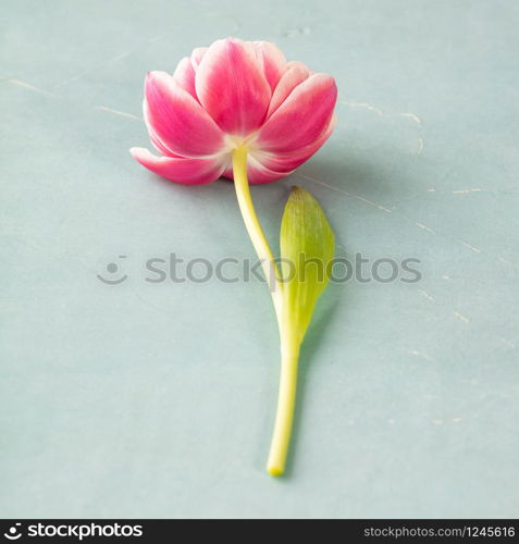 Pink tulips on blue background