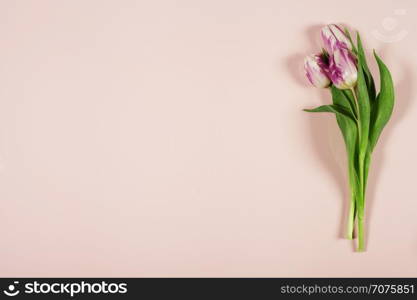Pink tulips on pink background. Flat lay.
