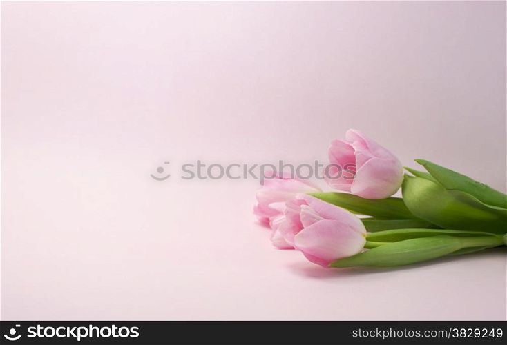 pink tulips on same color background