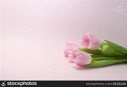 pink tulips on same color background