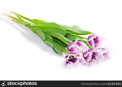 pink tulips on white background