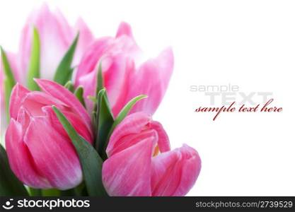 Pink tulips on white background (with sample text)