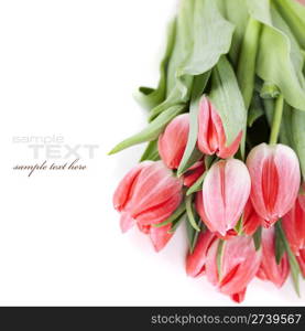 Pink tulips on white background (with sample text)