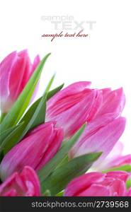 Pink tulips on white background (with sample text)