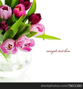 Pink tulips on white background. With sample text.