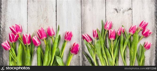 Pink tulips on white wooden background, banner