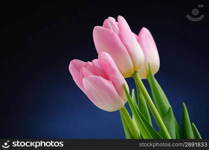 Pink tulips over dark background.