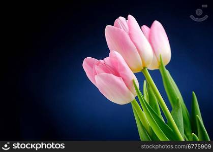 Pink tulips over dark background. Focused on middle tulip.