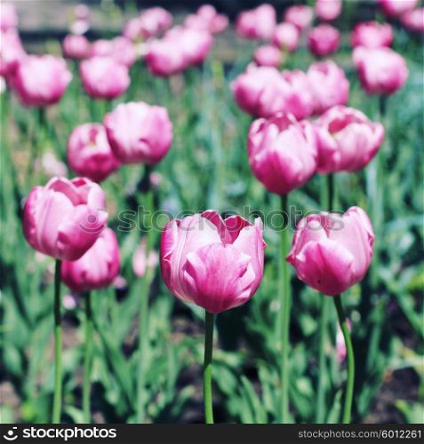 Pink tulips. Photo toned style instagram filters