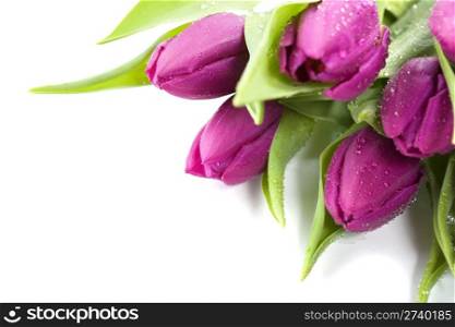 Pink tulips with water droplets on white background. Selective focus.