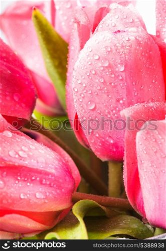 Pink tulips with waterdrops closeup