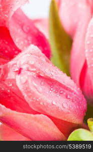 Pink tulips with waterdrops closeup