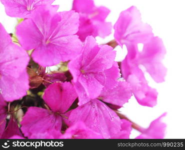 pink Turkish carnation flowers on a white background