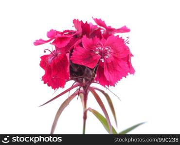 pink Turkish carnation flowers on a white background