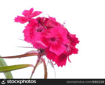 pink Turkish carnation flowers on a white background