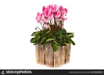 Pink viola flowers in a pot isolated over white background