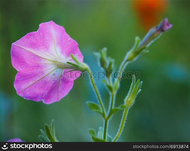 pink violet on the flower bed