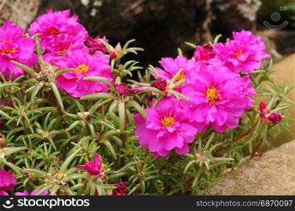 Pink vygies in a garden