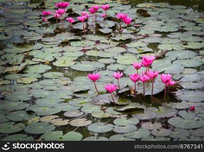 Pink water lilly blooming in pond