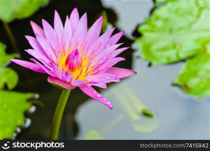 Pink water lilly flower