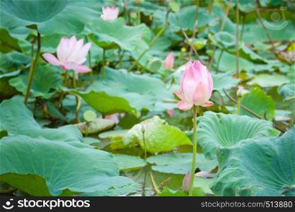 pink water lily and leaf in pond