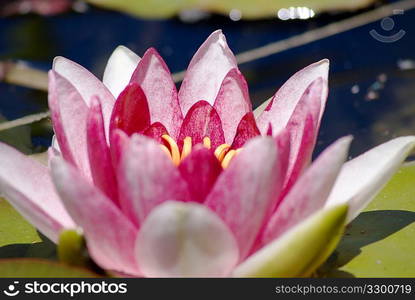 Pink Water Lily Close Up