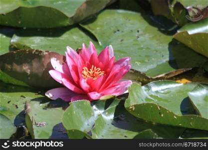 Pink water lily floating in a sunlit pond